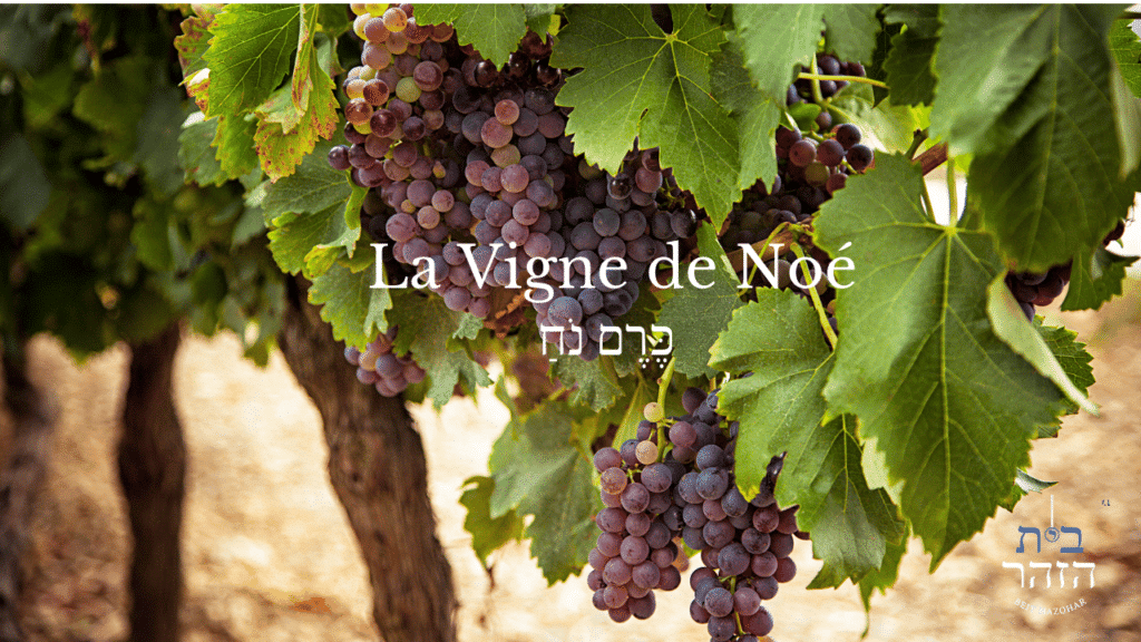 La Vigne de Noé Zohar